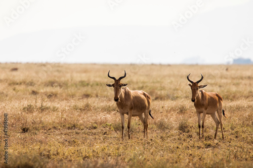 Closeup of Impala image taken on Safari located in the Tarangire  National park  Tanzania. Wild nature of Africa.