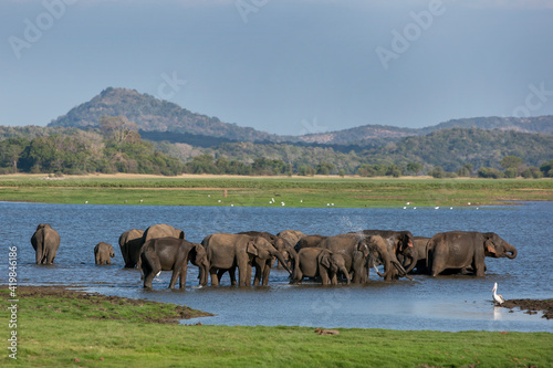 A herd of wild elephants bathing in the tank (man-made reservoir) at Minneriya National Park in the late afternoon. Minneriya National Park is located in central Sri Lanka, near the town of Habarana. photo