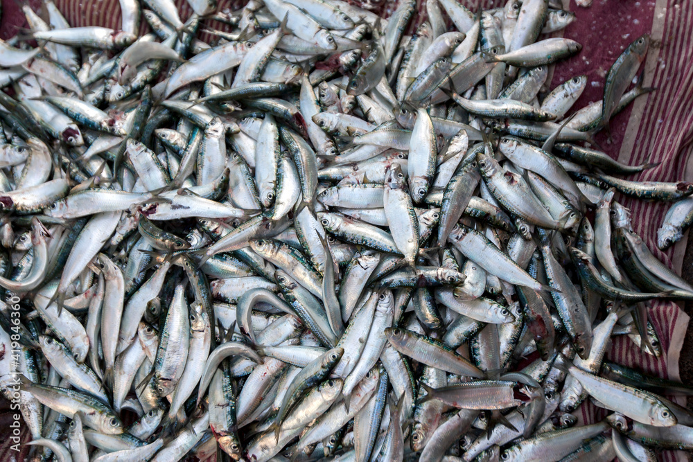 Sardine fish gathered on a sheet ready for sale on Arugam Bay beach in  eastern Sri Lanka after they have been removed from fishing nets. Stock  Photo