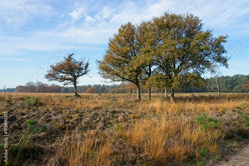 Autumn in National Park the Hoge Veluwe in The Netherlands