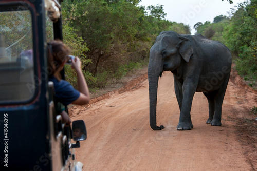 A lady takes a photo from a safari jeep of an elephant standing on the roadway within Yala National Park near Tissamaharama in southern Sri Lanka. photo