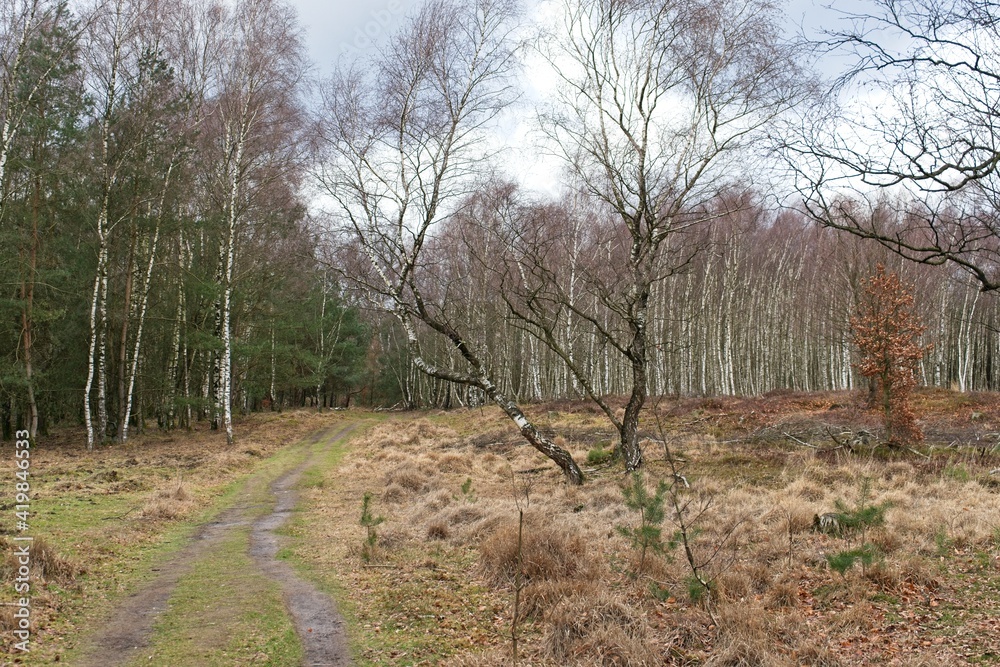 Fototapeta premium Planken Wambuis in the Netherlands
