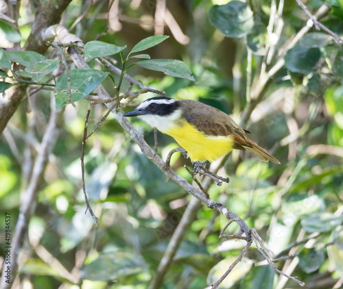 Social Flycatcher, Myiozetetes similis sitting on a tree in its natural habitat, Costa Rica