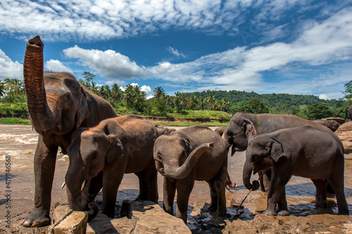 Elephants from the Pinnawala Elephant Orphanage stand on the bank of the Maha Oya River in central Sri Lanka. Twice a day the elephants bathe in the river. photo