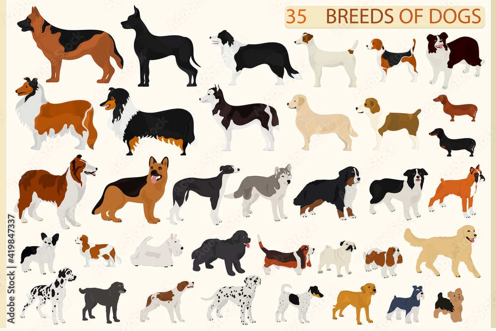 Set of dogs of different breeds on a light background. Pets.