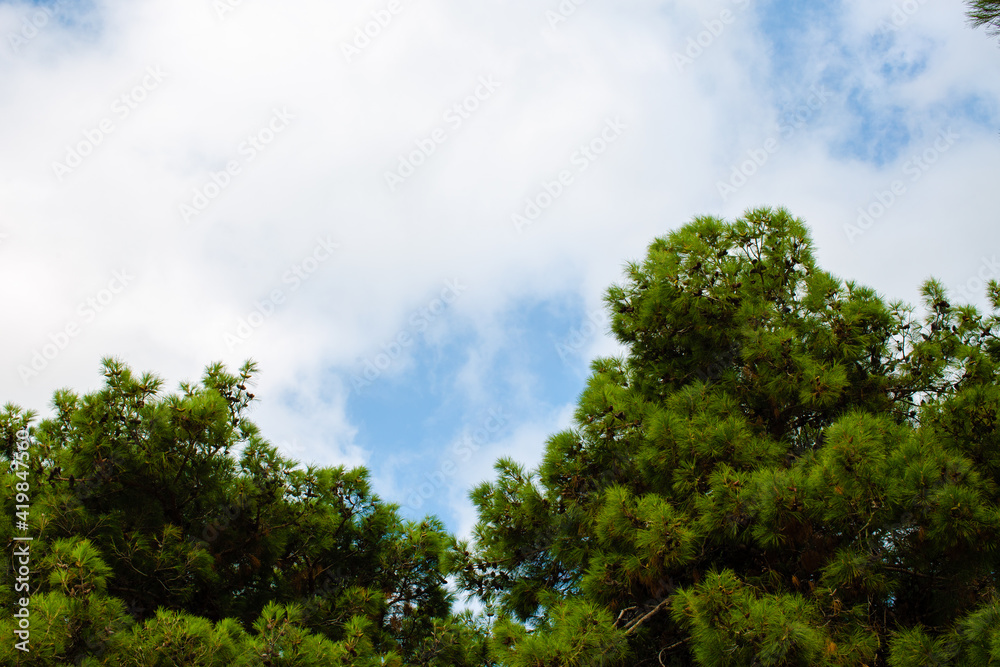 Coniferous trees against the sky