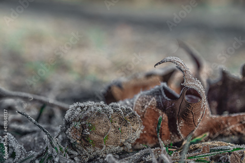 macro photography of flowers in winter. Natural background. Flowers background. Beautiful neutral colors 