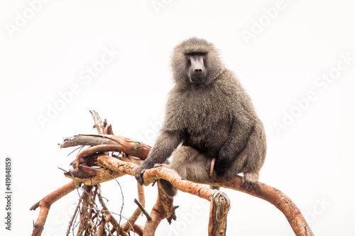 Baboons monkey siting on branch during safari in National Park of Ngorongoro in Tanzania. Wild nature of Africa photo