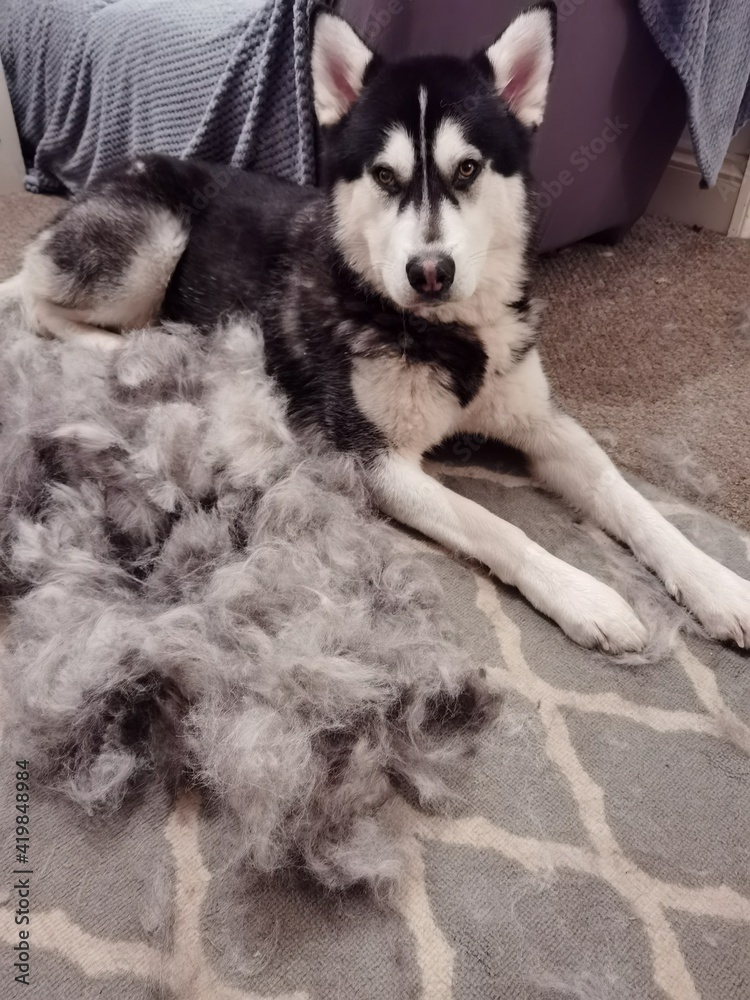 Dog Grooming At Home Large, Dog Winter Coat Shedding