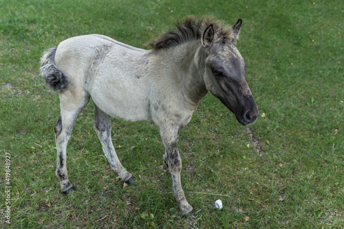 Foal of Polish primitive horse aka Konik aka Equus ferus caballus