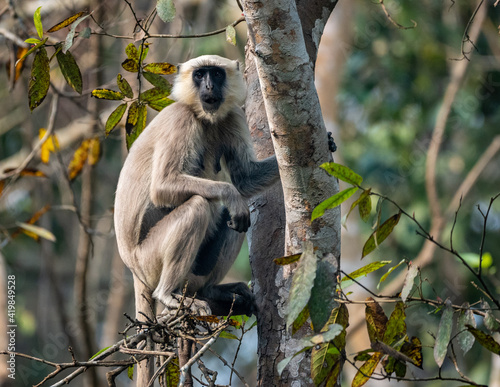 Langur Monkey in Tree
