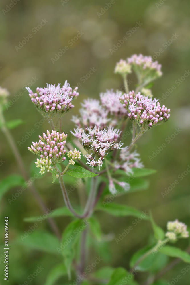 Hemp agrimony Hemp agrimony