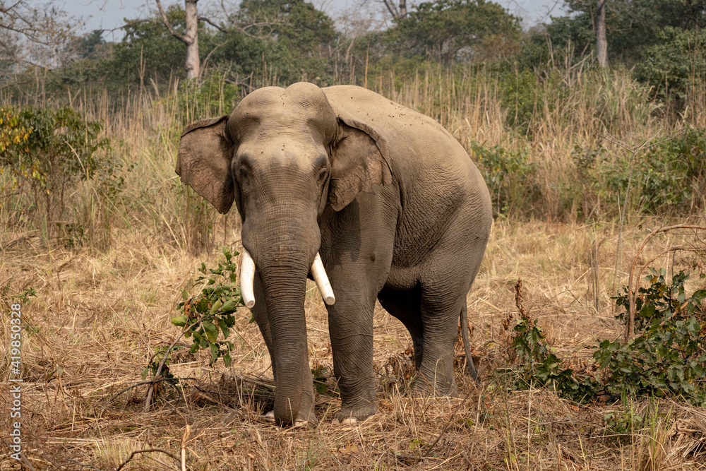 Wild Elephant in Jungle Grasslands
