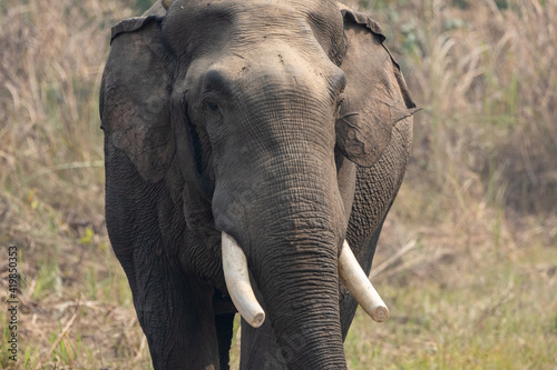 Photography Wild Elephant in the Jungle