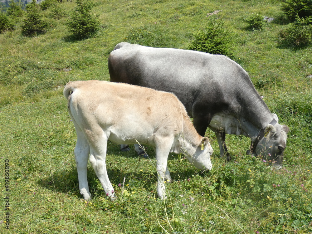 Kühe auf Almwiese Kühe auf Almwiese