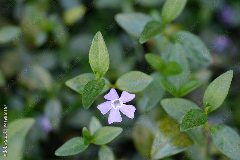 Lesser Periwinkle
