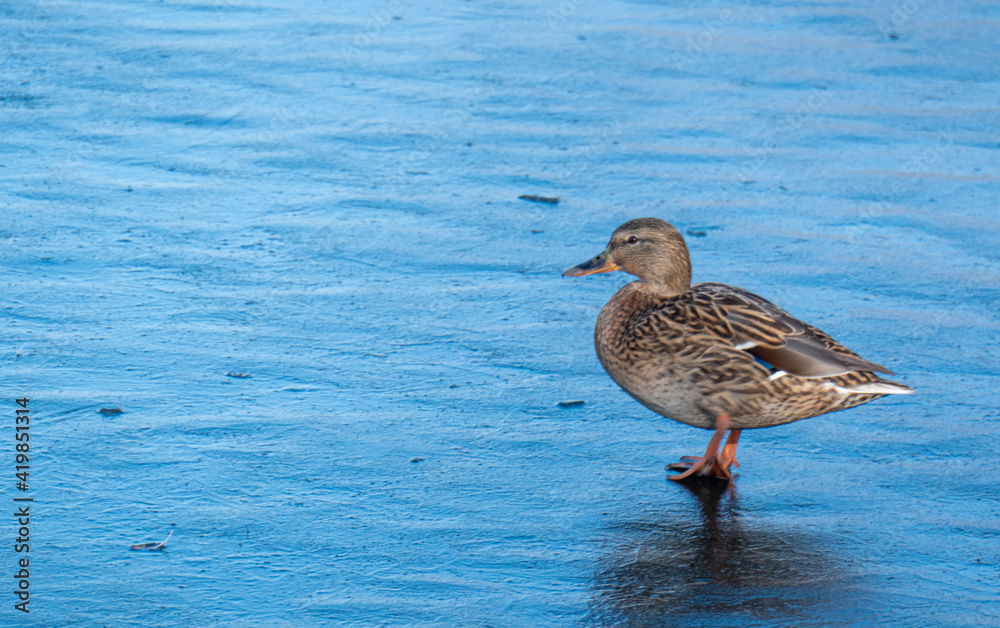 A Female Mallard Duck with copy space A Female Mallard Duck with copy space