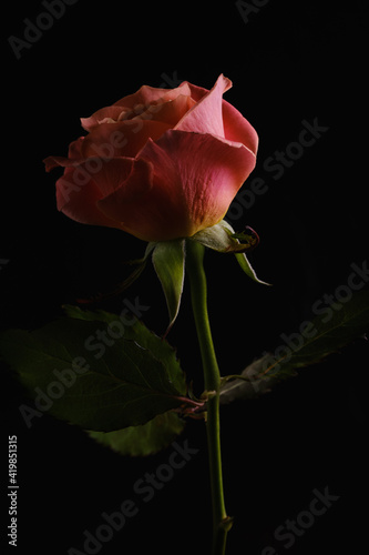 Red rose on a black background. 