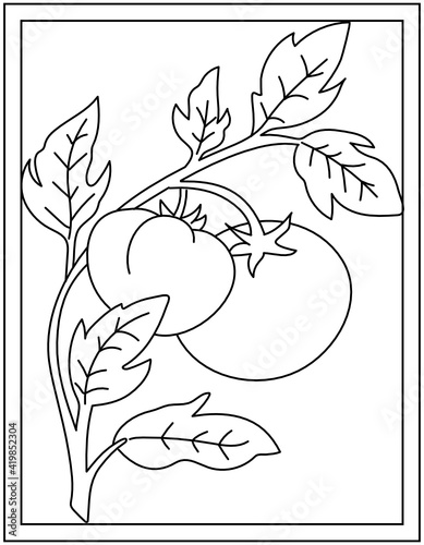 
Coloring page of tomatoes, vegetable linear vector 

