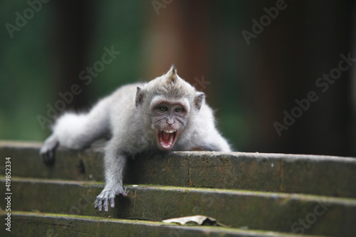 Canvas Print Grimacing monkey on the temple wall