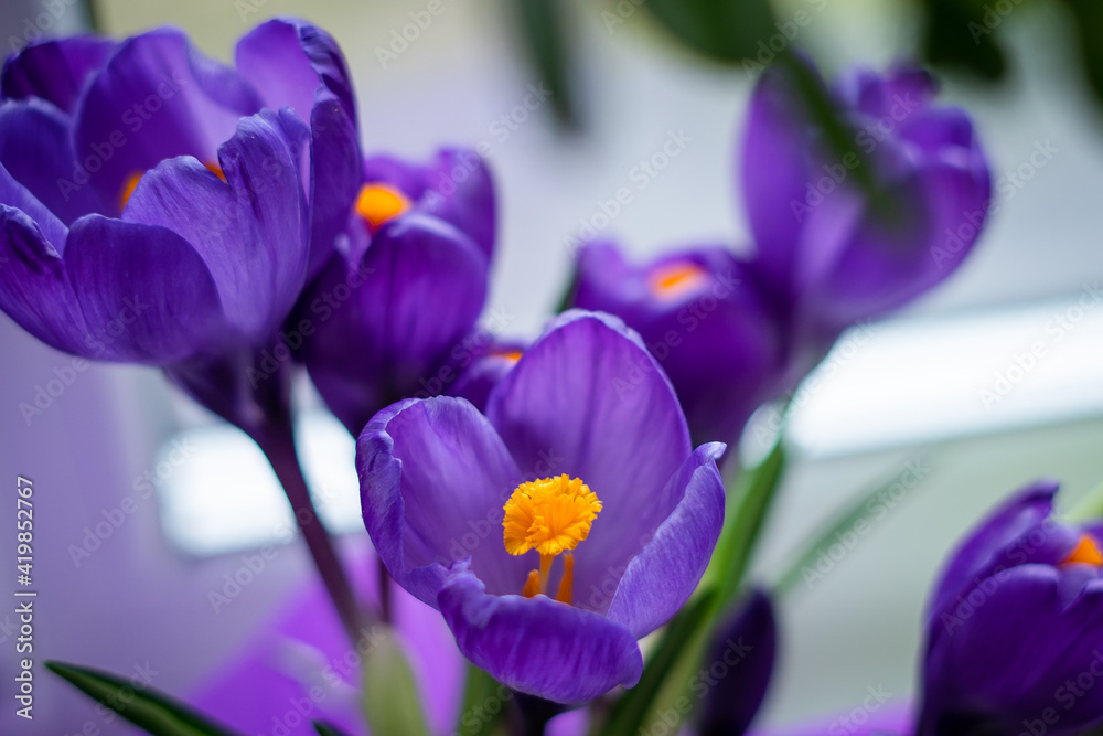Beautiful flower of bright purple crocus close-up on the windowsill