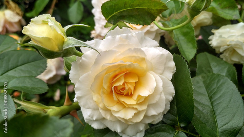 Rose with apricot blend color named Marjorie Marshall from English Legend Roses collection