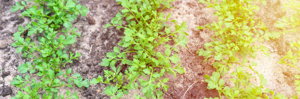 young sprouted cress sprouts in a garden bed in the spring or summer. banner. flare young sprouted cress sprouts in a garden bed in the spring or summer. banner. flare