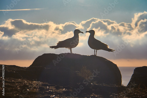 Gaviotas al amanecer romance