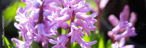 Spring mother s day flowers.  Blumenwiese background