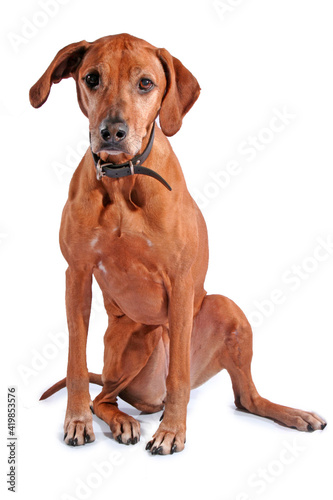 rhodesian ridgeback isolated on a white background