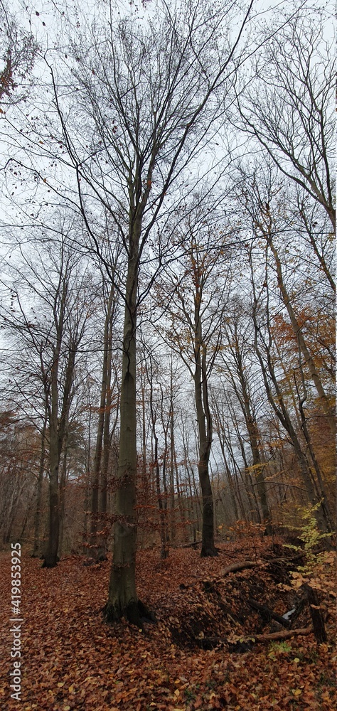 Fototapeta premium autumn in forest