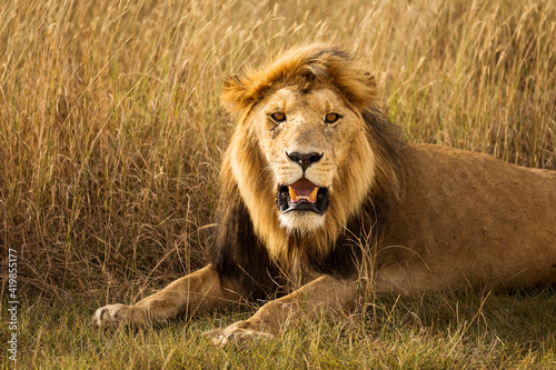 Closeup of a lion resting in the grass during safari in Serengeti National Park, Tanzania. Wild nature of Africa..