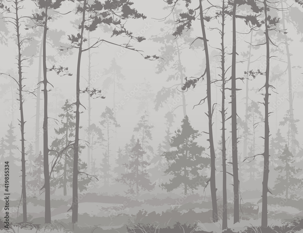 seamless horizontal background with pine forest. Light colors, black and white  - obrazy, fototapety, plakaty 