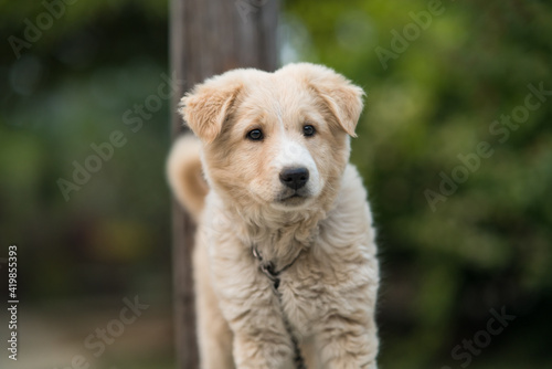 A cute puppy standing and curiously watching when he is tied to a pole with a chain.
