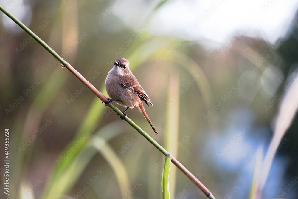 Fototapeta premium Brown bird