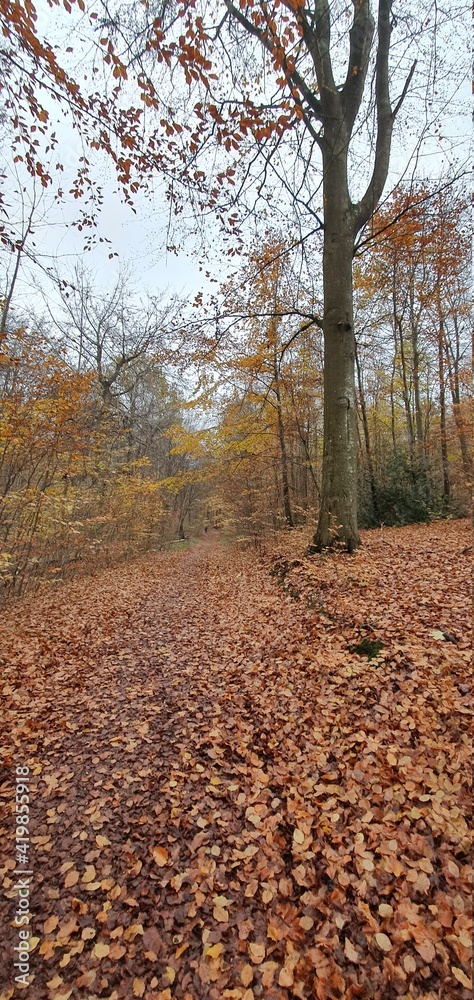 Fototapeta premium autumn in forest