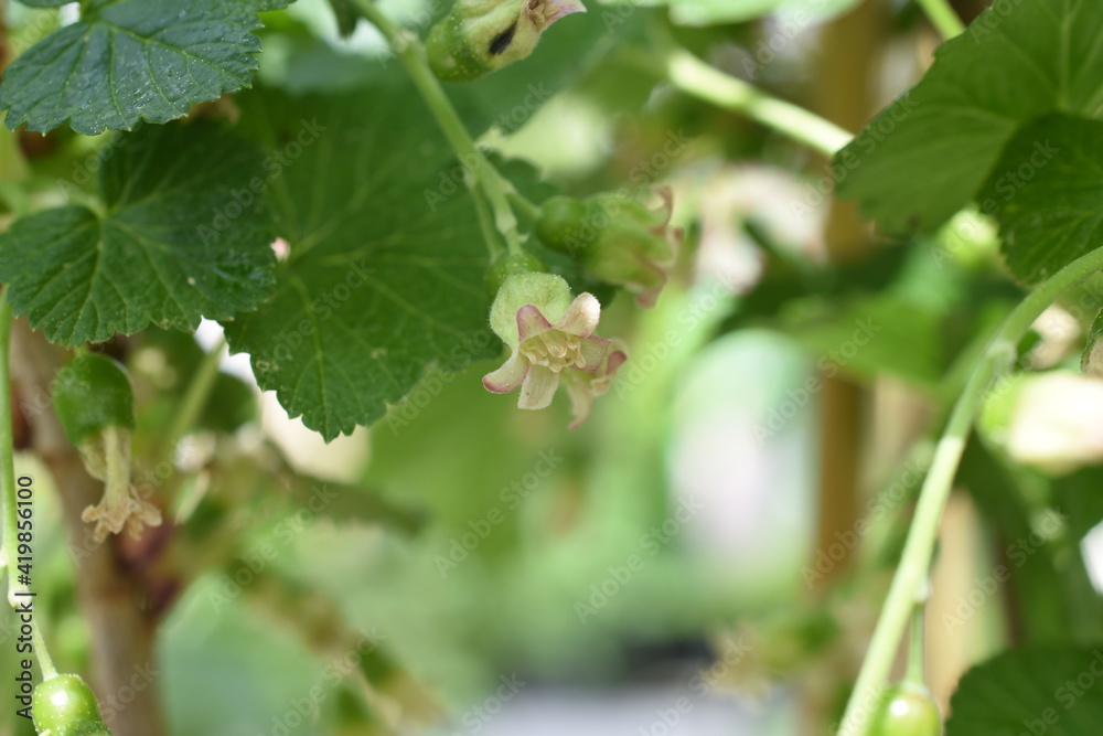 unreife Johannisbeere unreife Johannisbeere