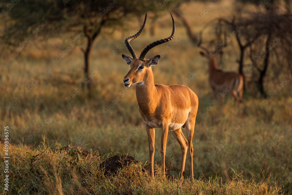Closeup of Impala image taken on Safari located in the Serengeti, National park, Tanzania. Wild nature of Africa. Beautiful light of sunrise. Closeup of Impala image taken on Safari located in the Serengeti, National park, Tanzania. Wild nature of Africa. Beautiful light of sunrise.