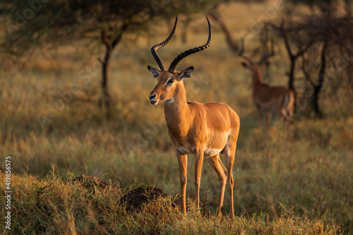 Closeup of Impala image taken on Safari located in the Serengeti  National park  Tanzania. Wild nature of Africa. Beautiful light of sunrise.