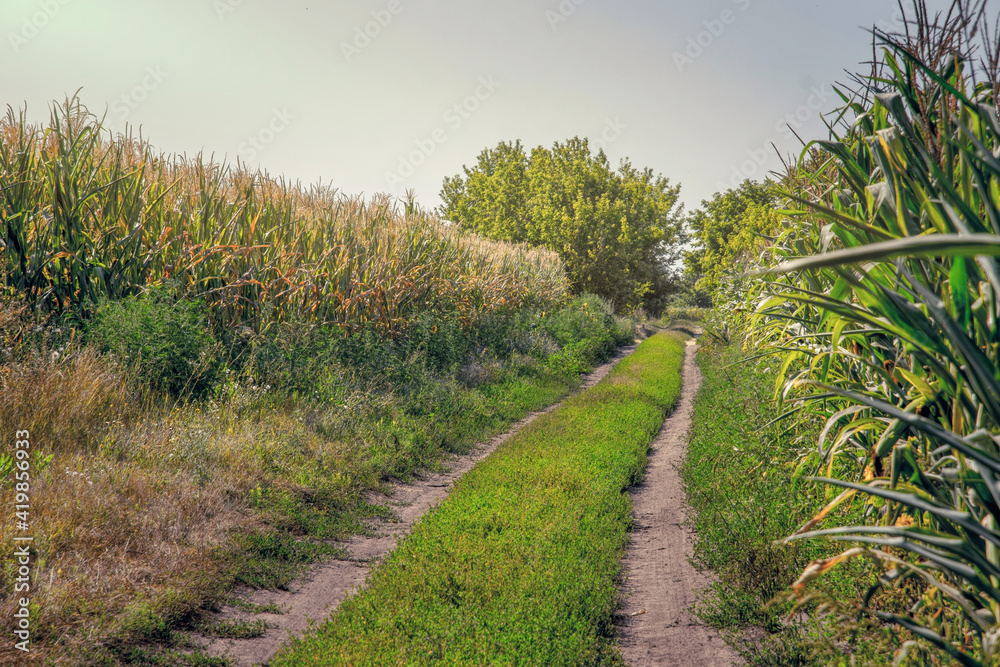 Dirt road and summer cornfield	