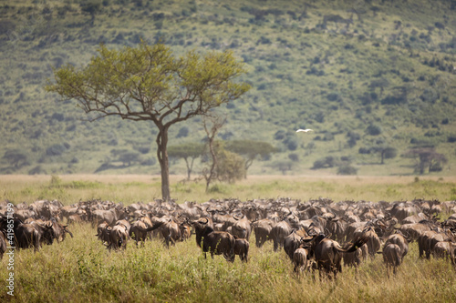 Migration of wildebeast during safari in National Park of Serengeti  Tanzania. Wild nature of Africa.