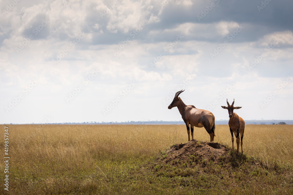 Fototapeta premium Closeup of Impala image taken on Safari located in the Serengeti, National park, Tanzania. Wild nature of Africa..