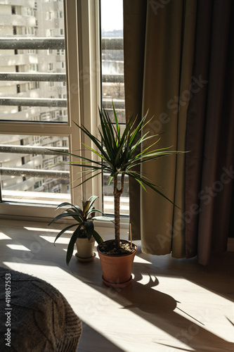 Dracaena in a pot growing in a living room. Interior ideas for a cosy home. Home gardening near the french balcony. photo