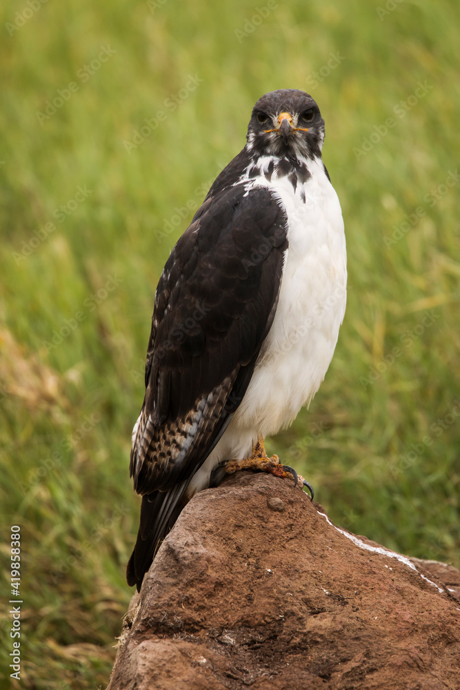 Young hawk resting during safari in Ngorongoro National Park, Tanzania. Green grass and yellow flowers around it. Wild nature of Africa. Young hawk resting during safari in Ngorongoro National Park, Tanzania. Green grass and yellow flowers around it. Wild nature of Africa.