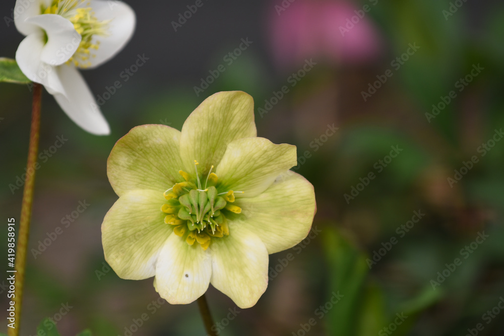 Fototapeta premium Schneerose