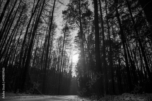 Fototapeta Naklejka Na Ścianę i Meble -  Old trees in the forest
