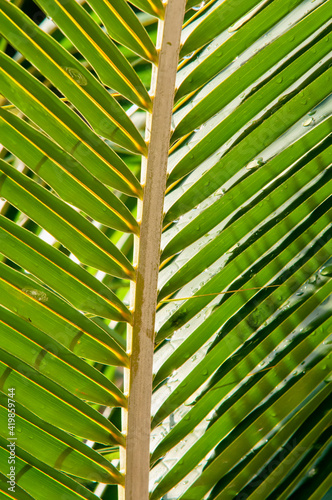 Detail of coconut and stalk in a tropical forest. Palm tree foreground. The pattern of coconut leaves. Summer vacation background. Green palm leaf texture. Tropical environment. Resort decoration