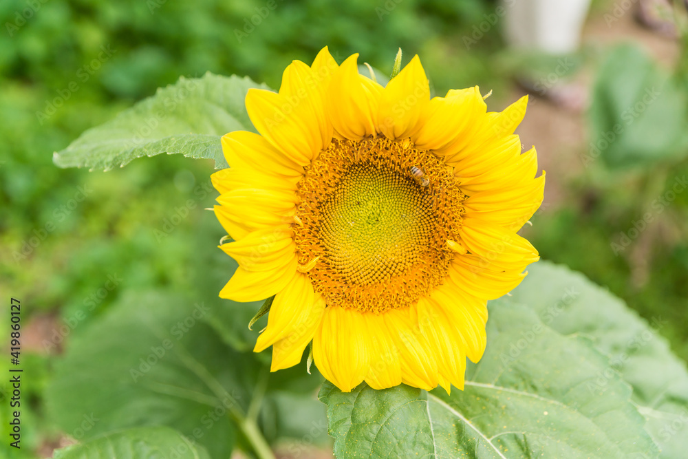 Naklejka premium 해바라기