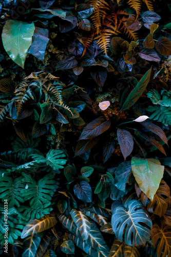 Fototapeta Naklejka Na Ścianę i Meble -  photo of artistic colorful leaves on dark background