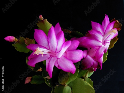 purple and white flowers of Rhipsalidopsis Hatiora gaertneri potted plant close up photo